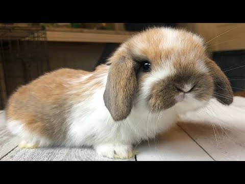 Funny Baby Bunny Rabbit Videos #9 - Cute Rabbits 2018