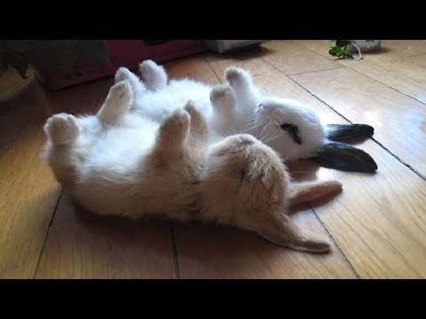 Funny Baby Bunny Rabbit Videos #2 - Cute Rabbits Compilation 2018