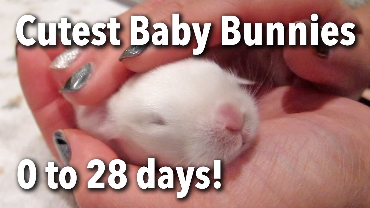 The Cutest Baby Bunnies - Newborn to 28 Days!