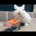 Funny Baby Bunny Rabbit Videos - Cute Rabbits Compilation 2018