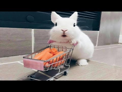 Funny Baby Bunny Rabbit Videos - Cute Rabbits Compilation 2018