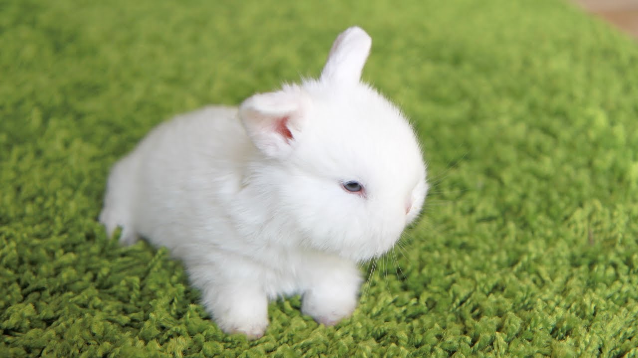 Cutest little bunny prison break!