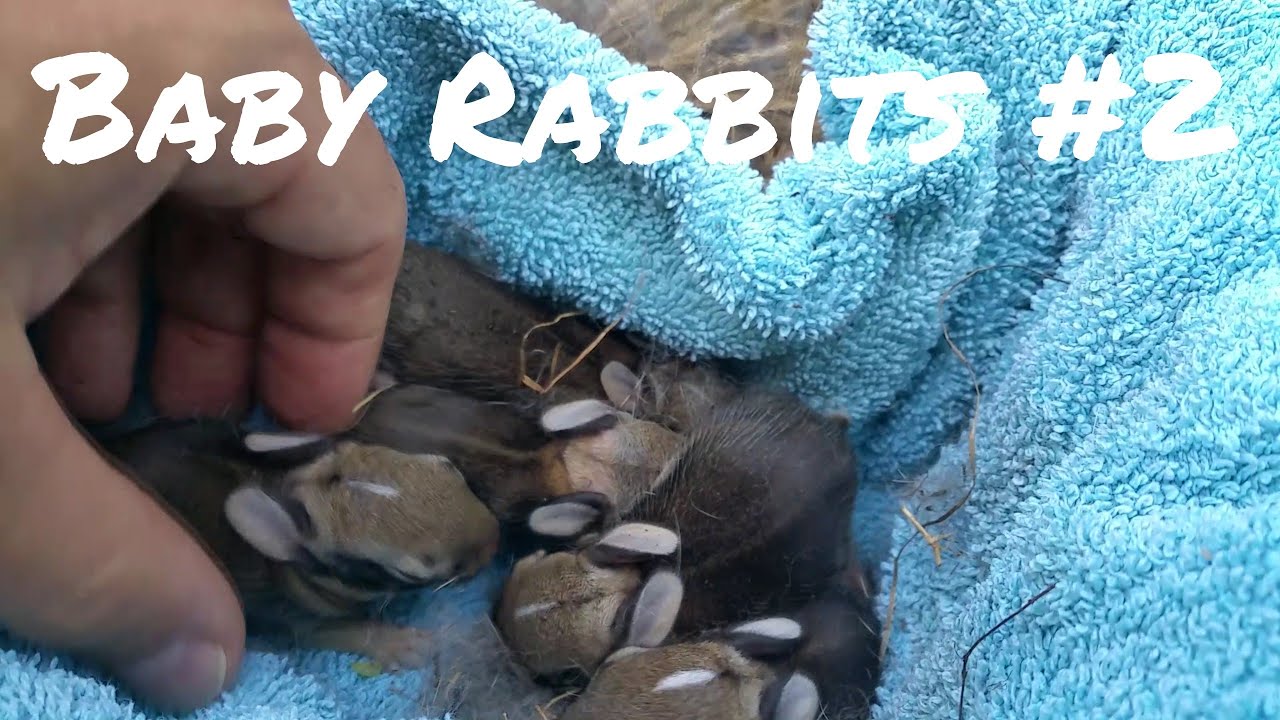 Wild baby rabbits in my yard - update.