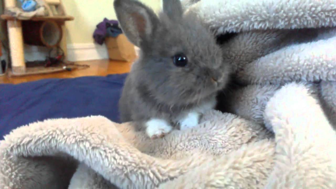 Cute Baby Bunny Rabbit (RESCUED) So Adorable! Exploring blanket in bedroom..