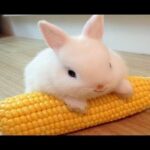 Funny Baby Bunny Rabbit Videos #3 - Cute Rabbits Compilation 2018