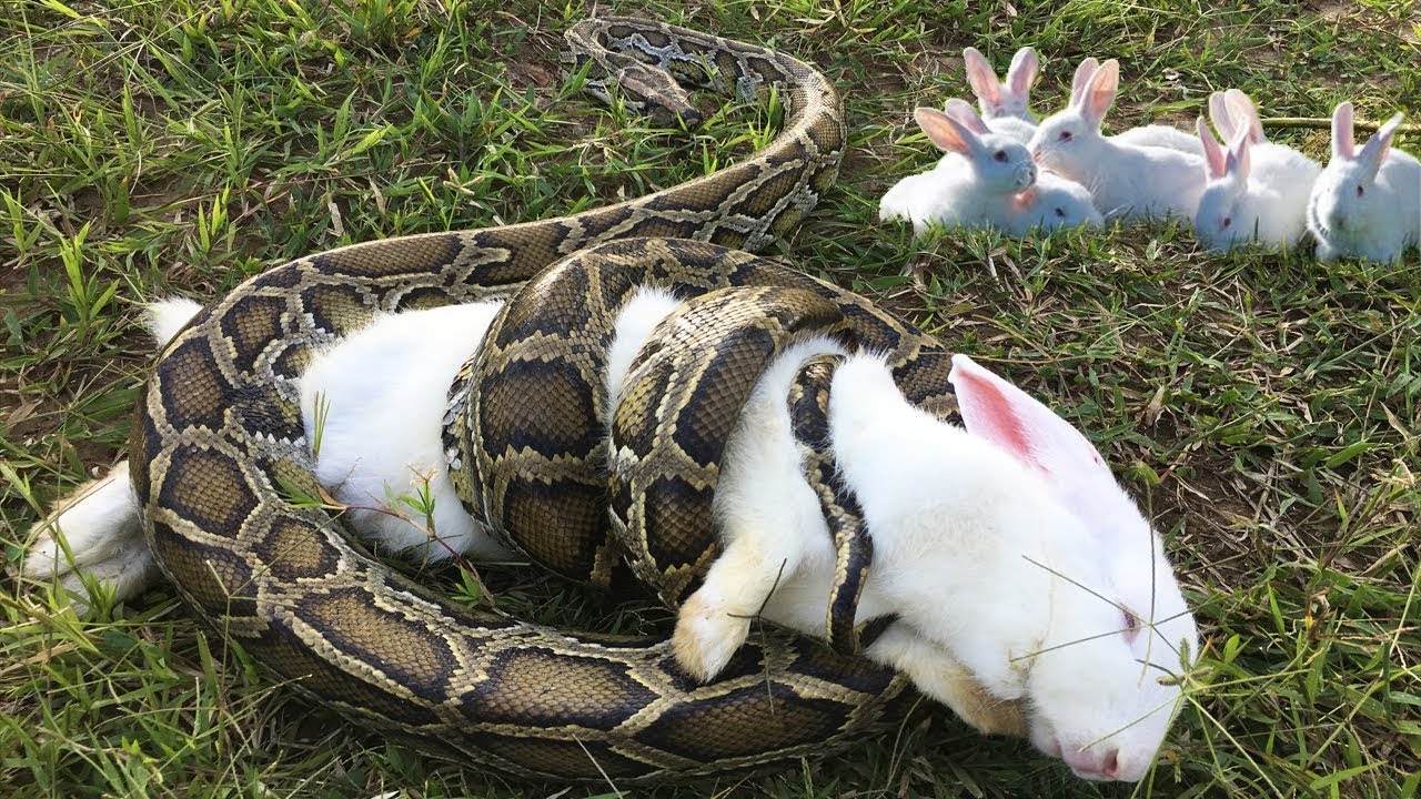 Real Anaconda Stalks Cute Rabbit - Brave Boys Rescue Lovely Rabbit From Anaconda Attacks