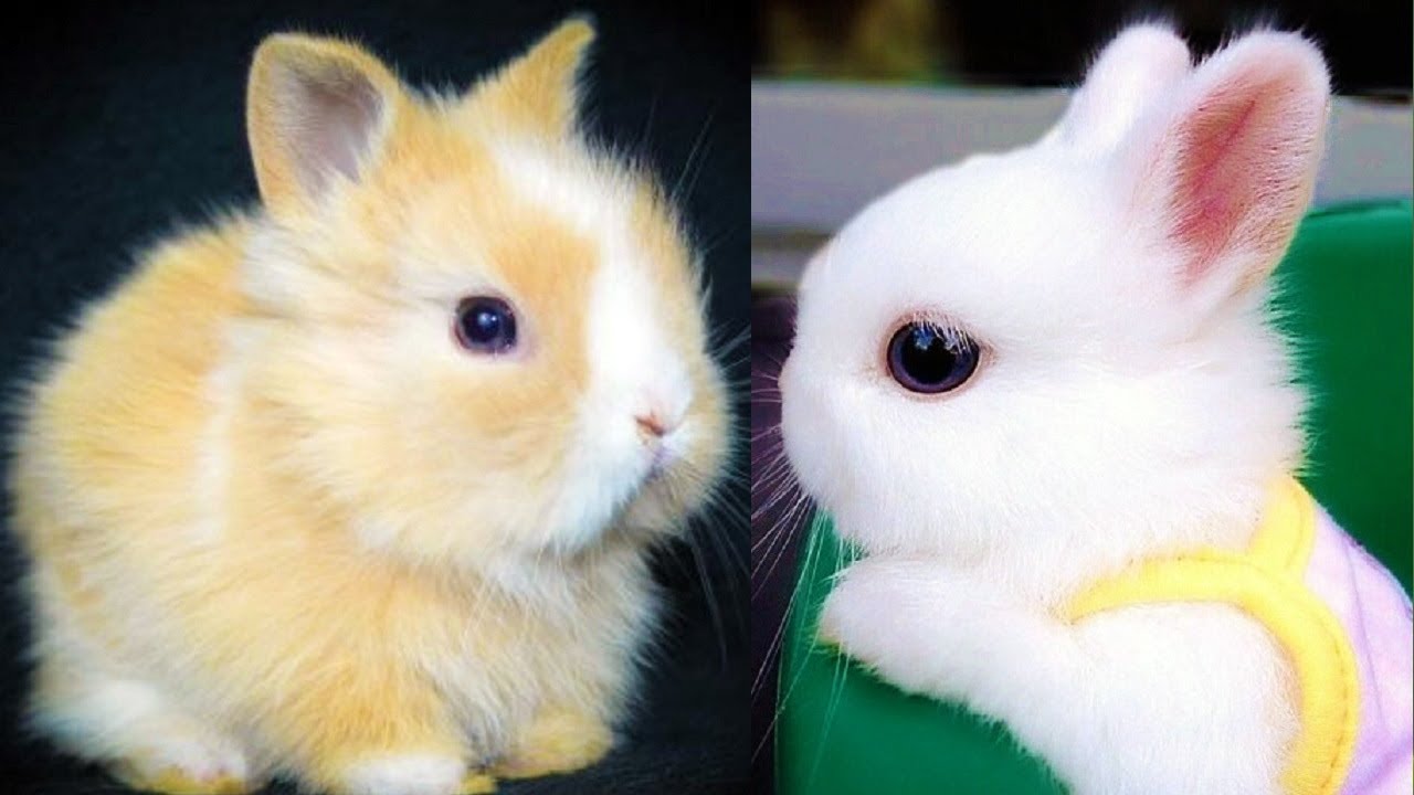RABBITS – Cute Baby Bunnies – Funny Rabbit Videos – Funny Baby Videos