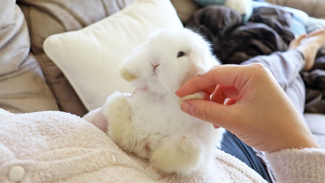 Baby Bunny Playtime - So Cute!