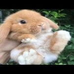 Funny Baby Bunny Rabbit Videos #7 - Cute Rabbits 2018