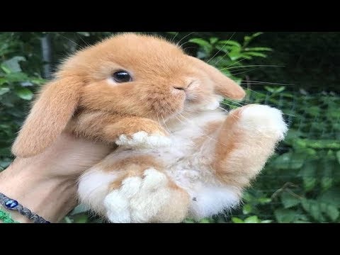 Funny Baby Bunny Rabbit Videos #7 - Cute Rabbits 2018