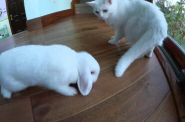 Cute Bunny Playing with Cat