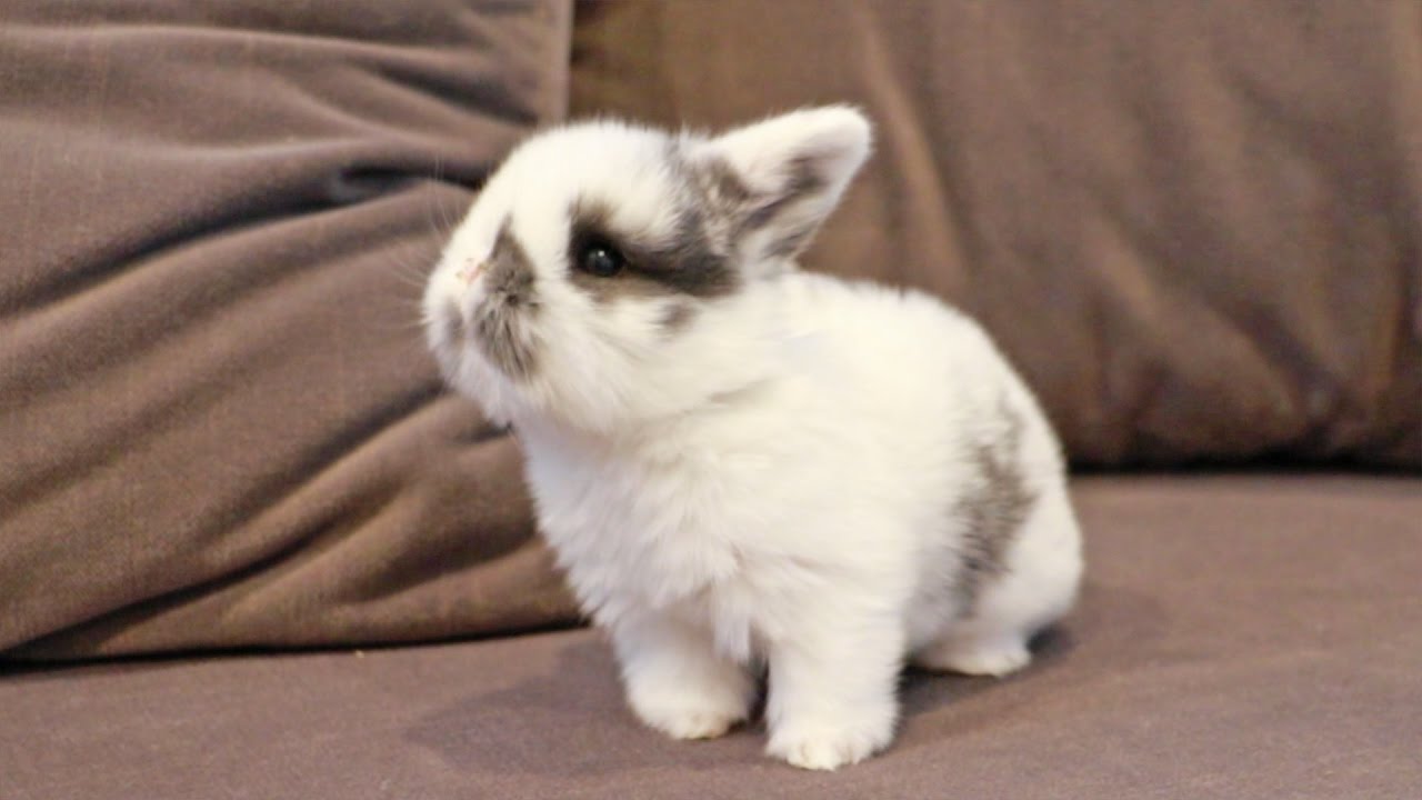 Curious Baby Bunny