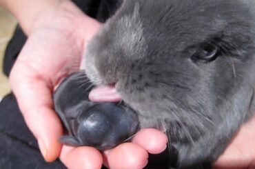 Super Bunny Mama in Action - So Cute!