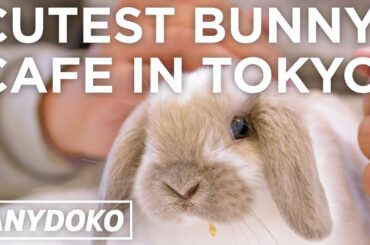 Super Cute Bunny Cafe In Tokyo!