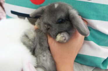 Cute Baby Bunny Rabbit - AWW!
