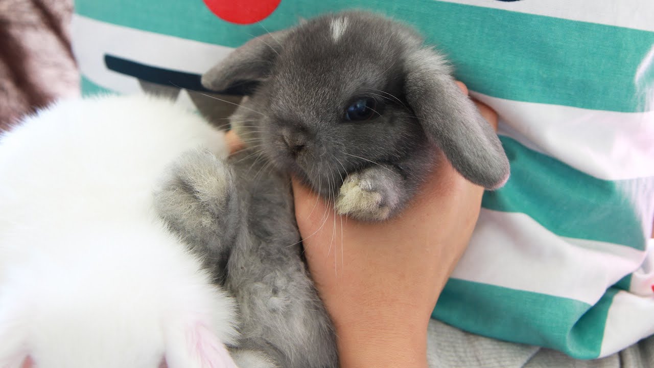 Cute Baby Bunny Rabbit - AWW!