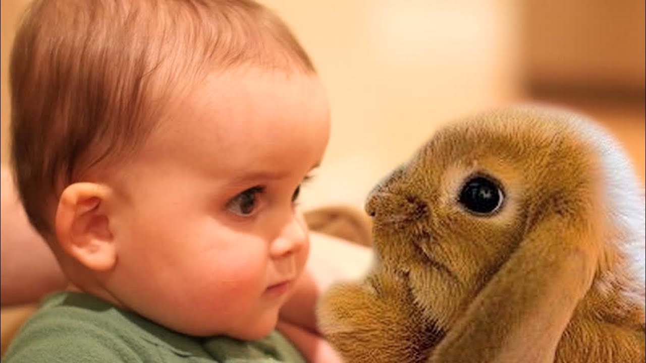 Cute Babies and Rabbits Compilation