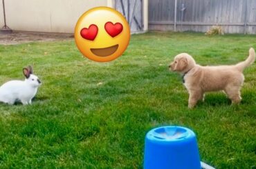 Sammie Plays With Cute Bunny! Golden Retriever Vlog