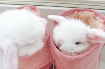 Cute baby bunnies love to be SQUISHED!