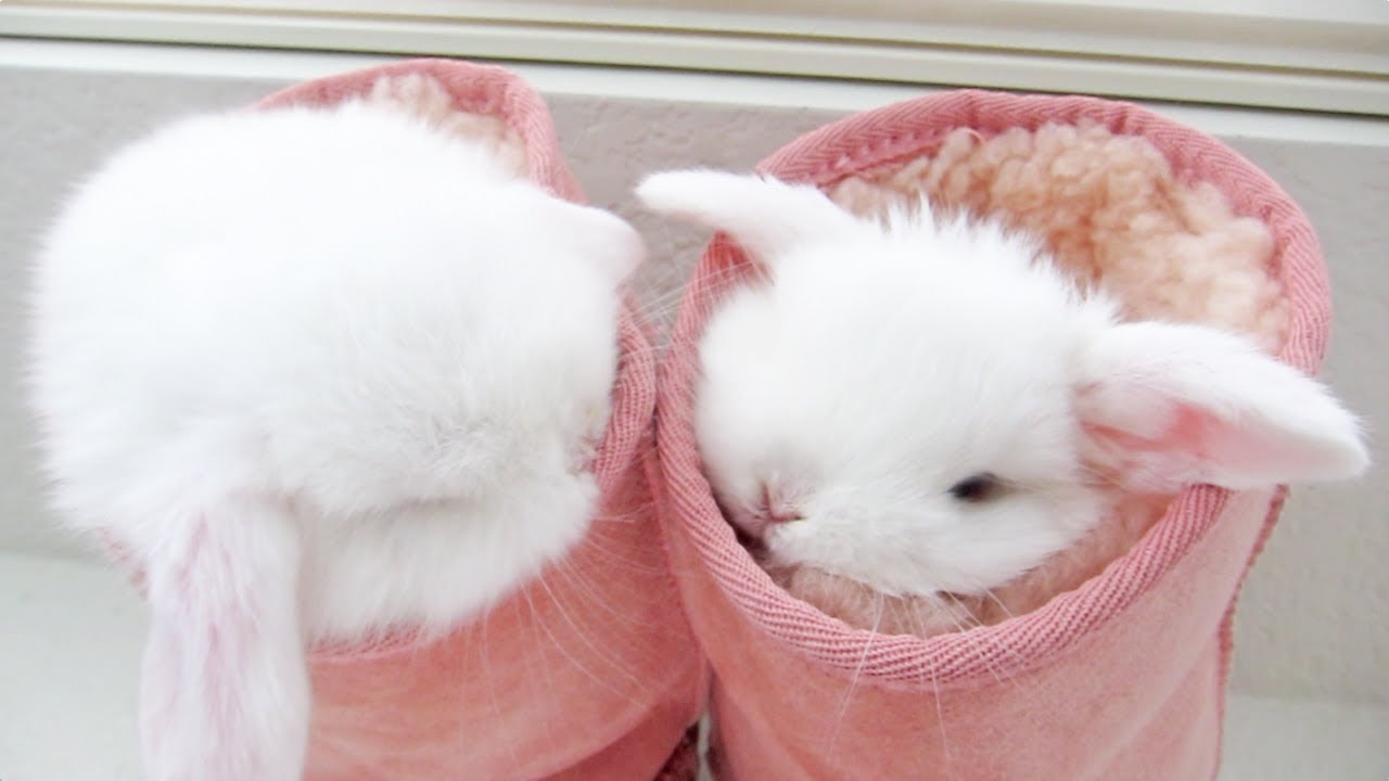 Cute baby bunnies love to be SQUISHED!