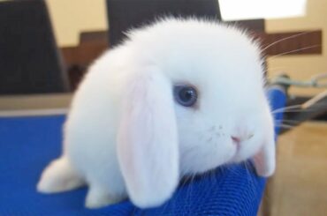 Baby Bunny Just Being CUTE