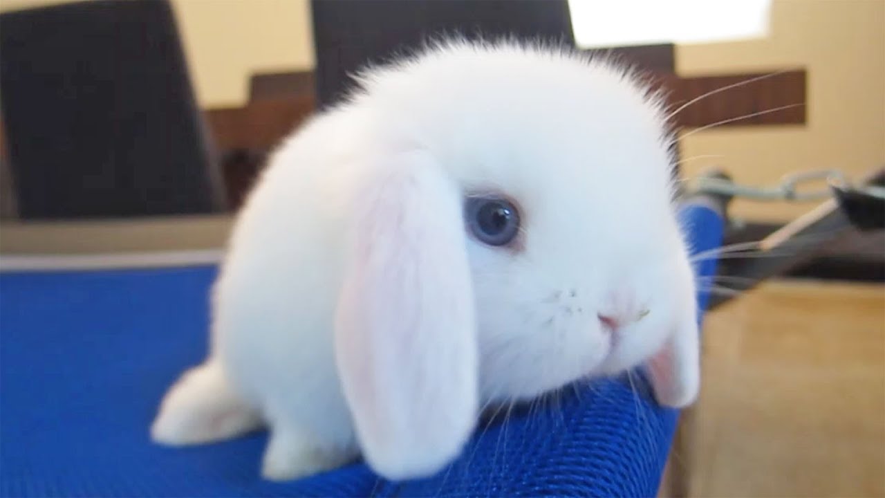 Baby Bunny Just Being CUTE