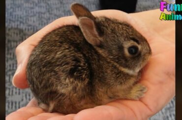 Cute Baby Bunny Rescue - Animals Rescue Video 2017