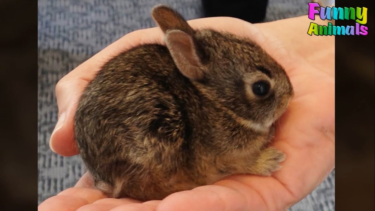 Cute Baby Bunny Rescue - Animals Rescue Video 2017