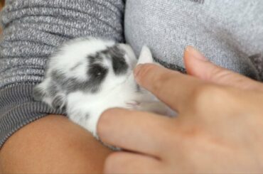 Cute Baby Bunny - HOLD ME!