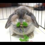 Funny And Cute Bunny Rabbit Videos Compilation 2014 [NEW]