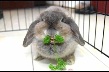 Funny And Cute Bunny Rabbit Videos Compilation 2014 [NEW]