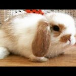 Funny Baby Bunny Rabbit Videos #5 - Cute Rabbits Compilation 2018