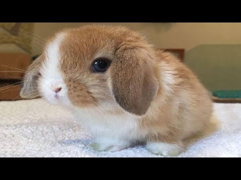 Funny Baby Bunny Rabbit Videos - Cute Rabbits 2019