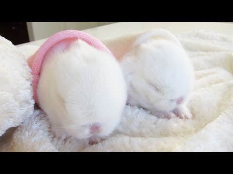 Cute baby bunnies... in bunny hideaways!