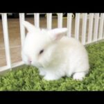 Cute Baby Bunny Just Wants to be Clean!