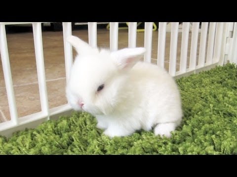 Cute Baby Bunny Just Wants to be Clean!