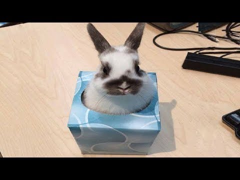 Funny Baby Bunny Rabbit Videos #4 - Cute Rabbits Compilation 2018