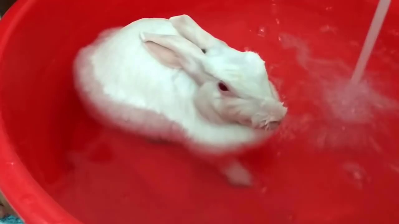 Cute Bunny Bath