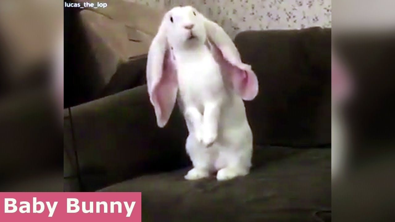 Rabbit - Baby Bunny Doing Cutest Things [NEW HD]