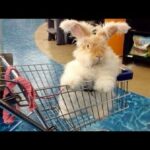 Funny Baby Bunny Rabbit Videos #6 - Cute Rabbits Compilation 2018