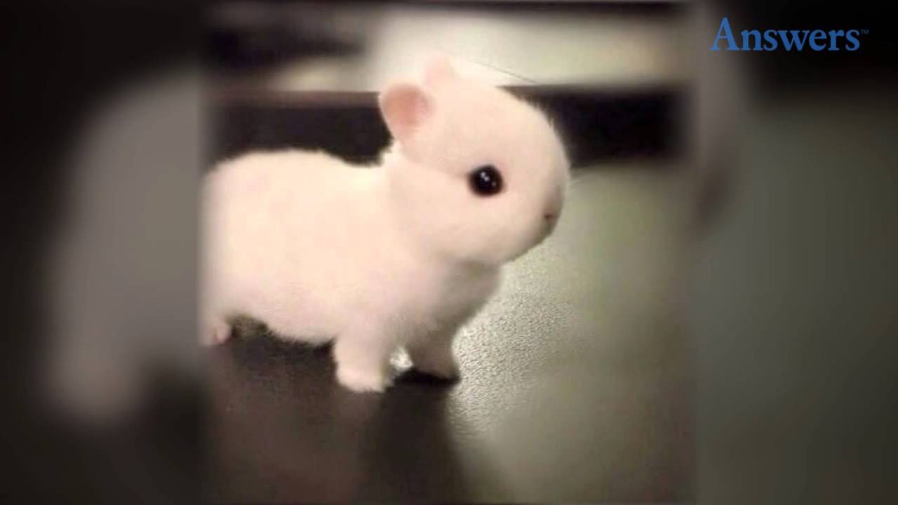 How Adorable Is This Little Baby Bunny? He's So Tiny and Cute He Doesn't Even Look Real!