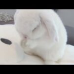 Cute Funny Baby Bunny Rabbit!