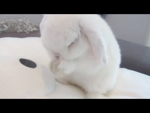 Cute Funny Baby Bunny Rabbit!