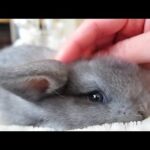 Cute Baby Bunny LOVES Her Massage!