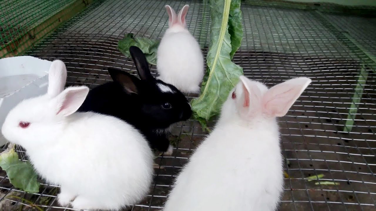 Cute Bunnies || Baby Rabbits || Baby Bunny Rabbits