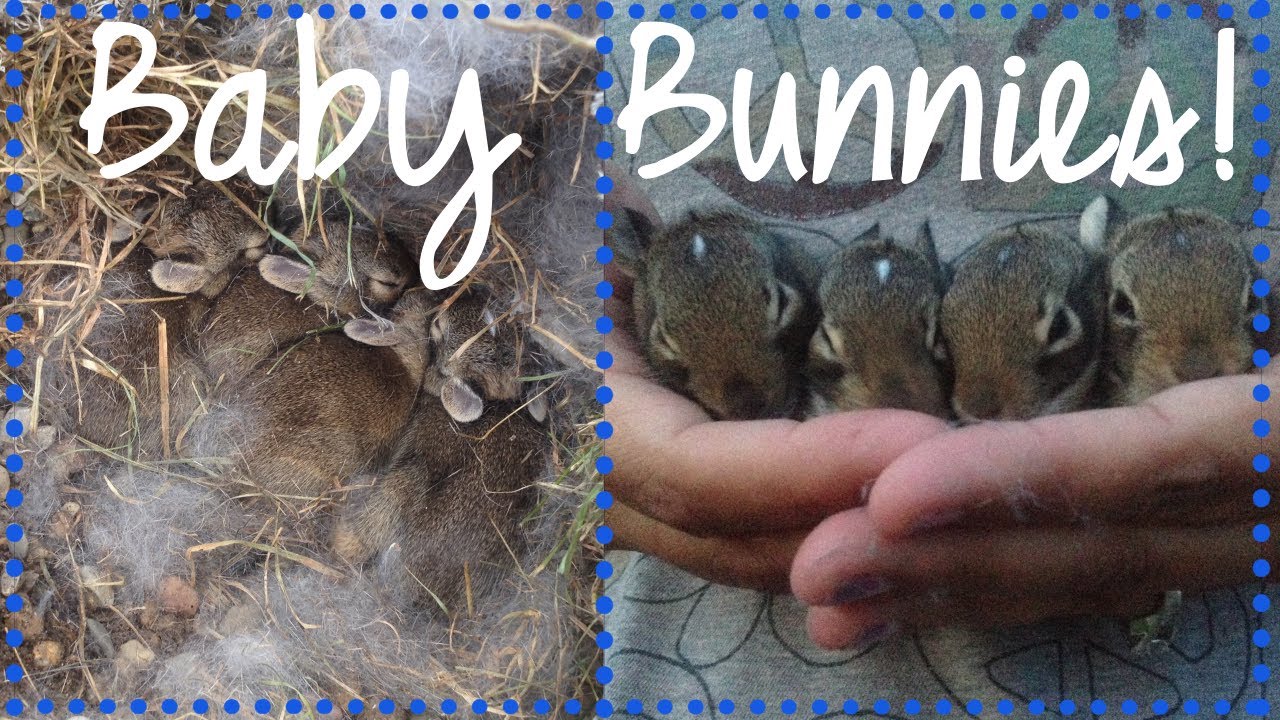 CUTEST BABY BUNNIES IN OUR BACKYARD