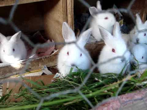 Cute Baby Bunny Rabbits