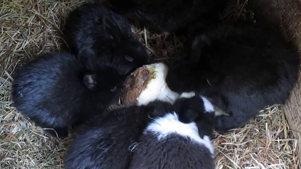 Cute Baby Bunnies Eating 🐰🐰🐰 Animals