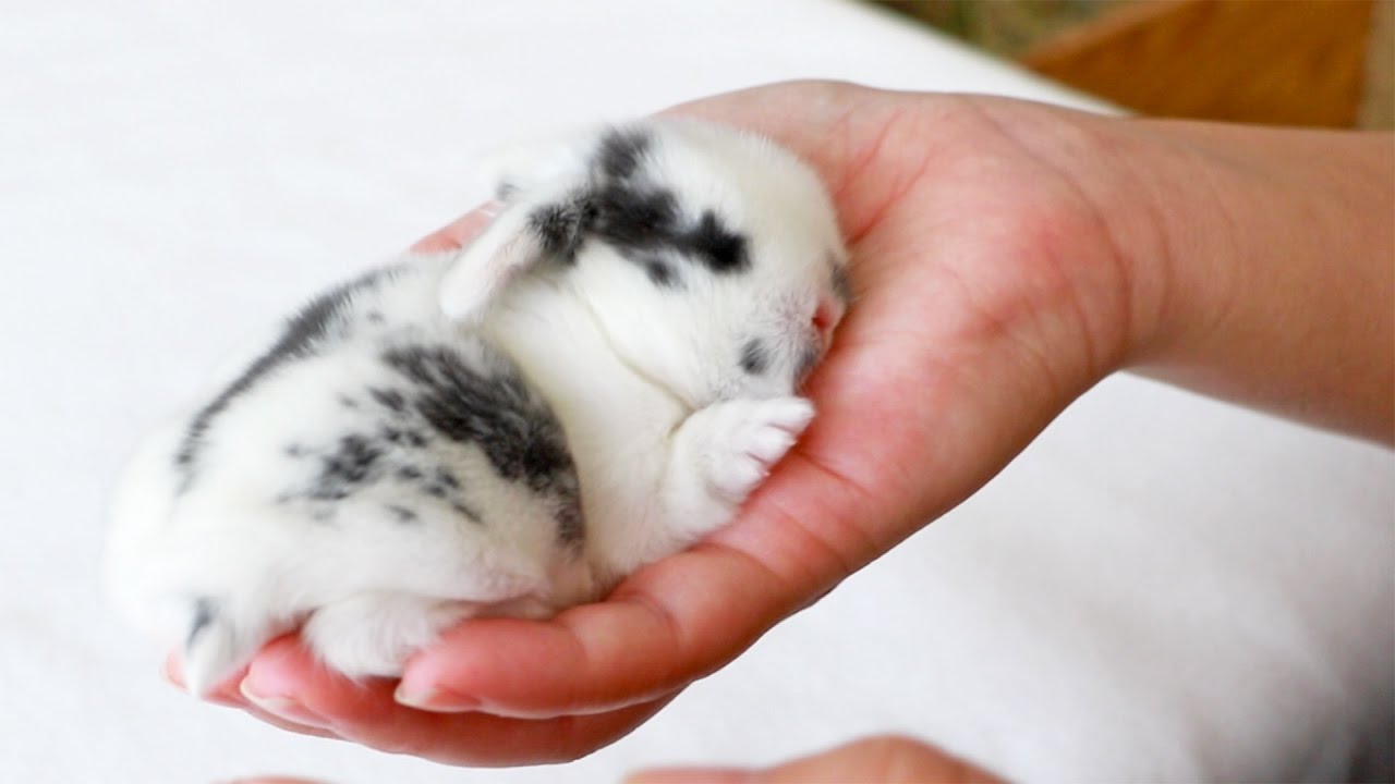 Baby bunny squeaks when held!