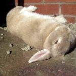 Cute Bunny Flipping and Playing Dead
